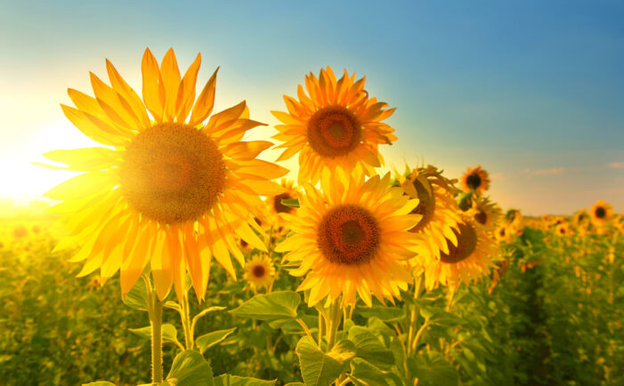 cultivate joy