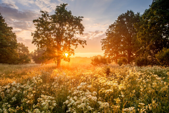 late summer with Chinese medicine